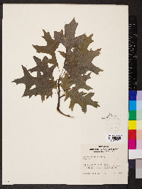 Quercus coccinea image