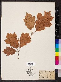 Quercus coccinea image