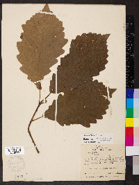 Quercus × deamii image