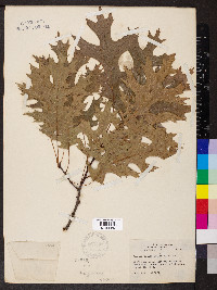 Quercus ellipsoidalis image