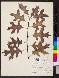 Quercus ellipsoidalis image