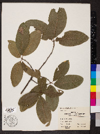 Quercus imbricaria image