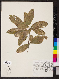 Quercus imbricaria image