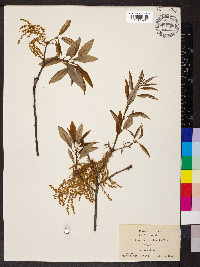 Quercus imbricaria image