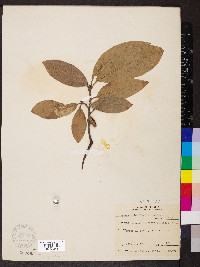 Quercus imbricaria image