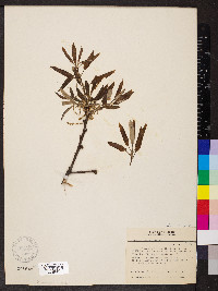 Quercus imbricaria image