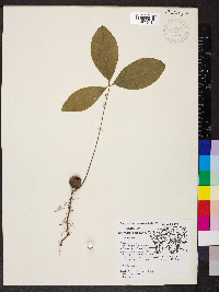 Quercus imbricaria image