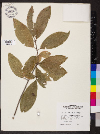 Quercus imbricaria image