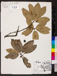 Quercus imbricaria image