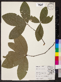 Quercus imbricaria image