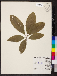 Quercus imbricaria image