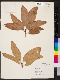 Quercus imbricaria image