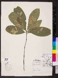 Quercus imbricaria image