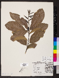 Quercus imbricaria image