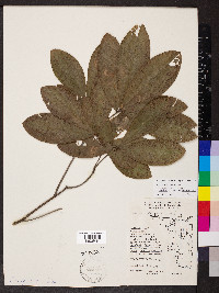 Quercus imbricaria image