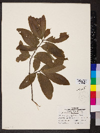 Quercus imbricaria image