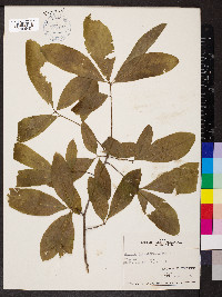 Quercus imbricaria image