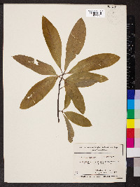 Quercus imbricaria image