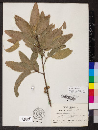 Quercus imbricaria image