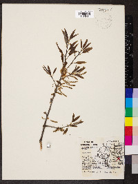 Quercus imbricaria image