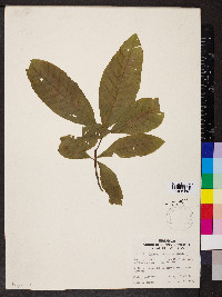 Quercus imbricaria image