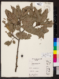 Quercus imbricaria image