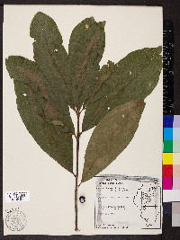 Quercus imbricaria image