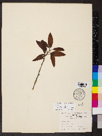 Quercus imbricaria image