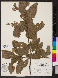 Quercus imbricaria image