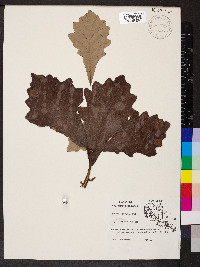 Quercus lyrata image