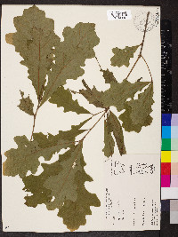 Quercus lyrata image