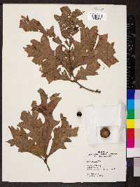 Quercus lyrata image