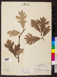 Quercus lyrata image