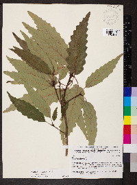Quercus montana image