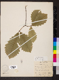 Quercus montana image