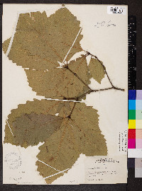 Quercus montana image