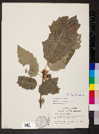 Quercus prinoides image