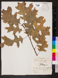 Quercus palustris image