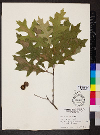 Quercus palustris image