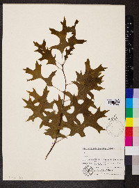 Quercus palustris image