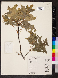 Quercus palustris image