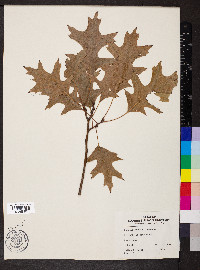 Quercus palustris image