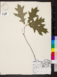 Quercus palustris image