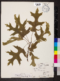 Quercus palustris image