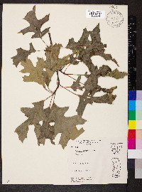 Quercus palustris image