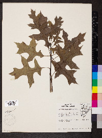 Quercus palustris image