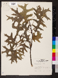 Quercus palustris image