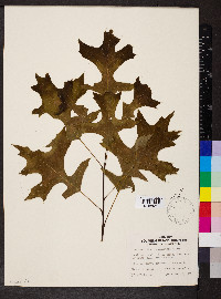 Quercus palustris image