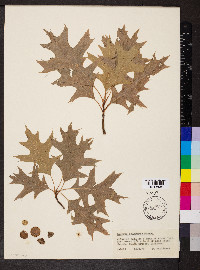 Quercus palustris image