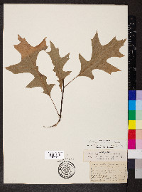 Quercus palustris image